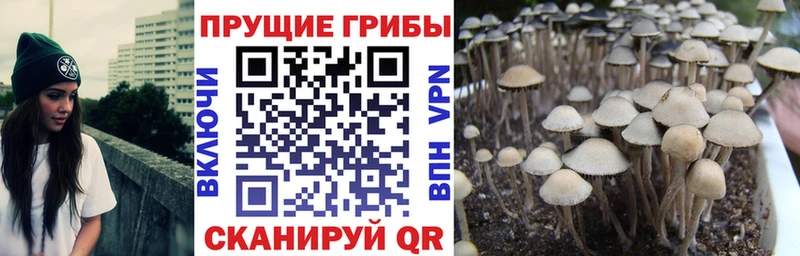 дарнет шоп  Верхняя Салда  blacksprut как зайти  Псилоцибиновые грибы GOLDEN TEACHER 